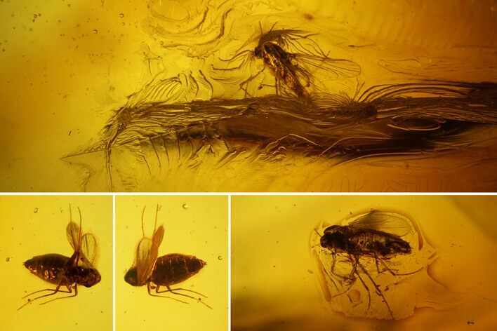 Three Fossil Flies (Diptera) In Baltic Amber #139032